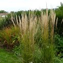 Calamagrostis 'Overdam'
